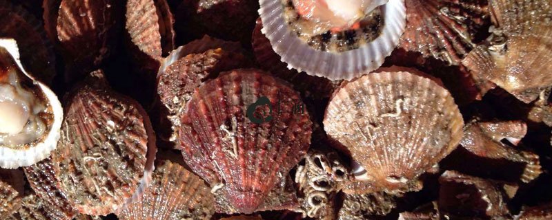 扇貝養殖注意事項