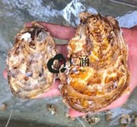 我國養殖牡蠣生蠔的種類